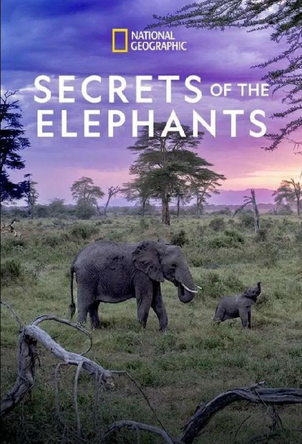 [大象的秘密 Secrets Of The Elephants 第一季][全04集][英语中字]