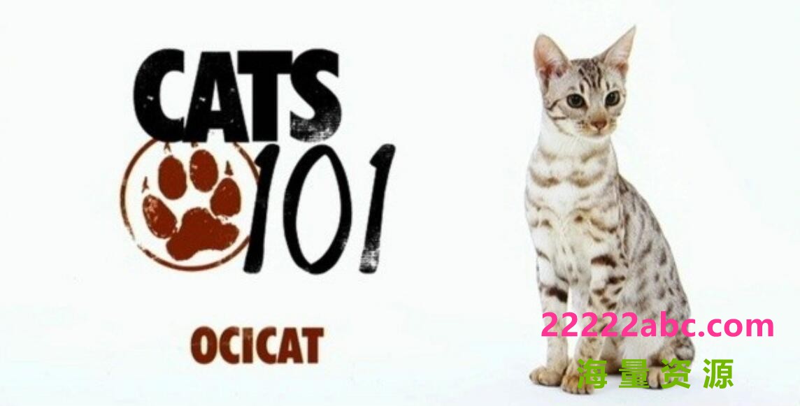 动物星球《猫咪101 Cats 101》全集下载 第1-4季 英语中字 标清