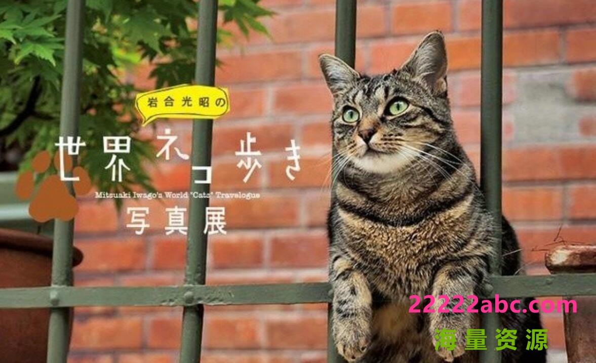 NHK猫咪纪录片《岩合光昭的猫步走世界》全集 720P高清