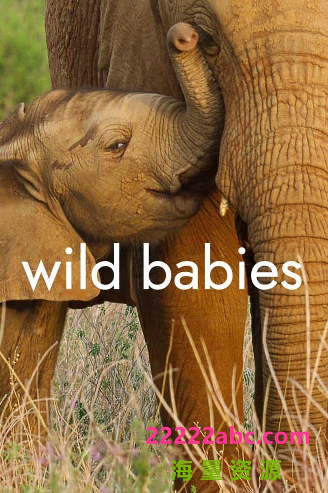 [野生动物宝宝 Wild Babies 第一季][全08集][英语中字]